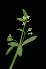Galium bungei trachyspermum