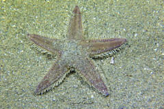 Astropecten irregularis