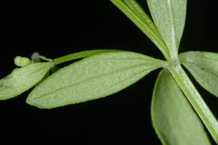 Galium bungei trachyspermum