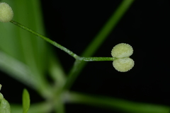 Galium bungei trachyspermum