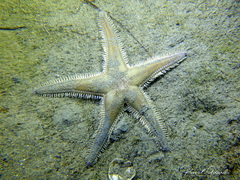 Astropecten irregularis