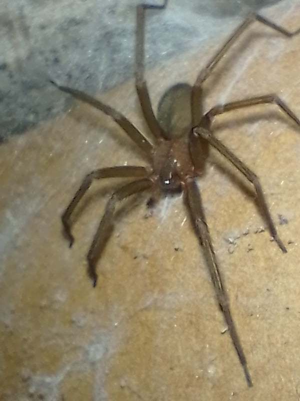 Loxoscelinae