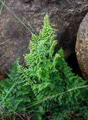 Cheilanthes quadripinnata