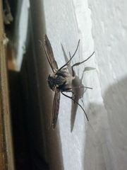 Erinnyis oenotrus