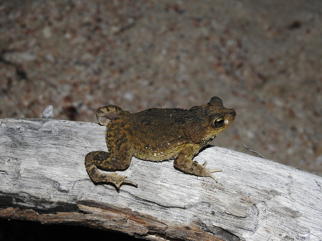 Southern Hispaniola Crestless Toad