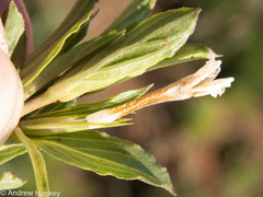 Dyschoriste costata