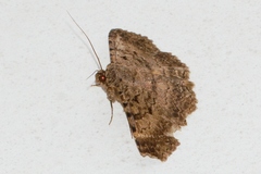 Polydesma umbricola
