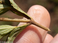 Dyschoriste costata