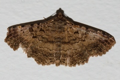 Polydesma umbricola