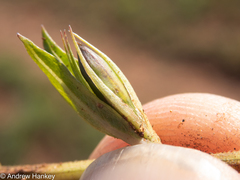 Dyschoriste costata