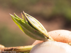 Dyschoriste costata