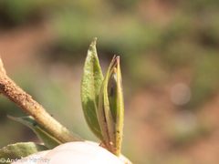 Dyschoriste costata