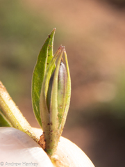Dyschoriste costata