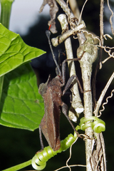 Dalader planiventris