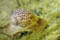 Naticarius stercusmuscarum