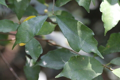 Ficus tinctoria gibbosa