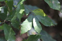 Ficus tinctoria gibbosa