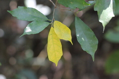 Ficus tinctoria gibbosa