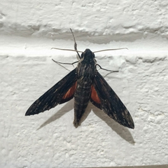 Erinnyis oenotrus