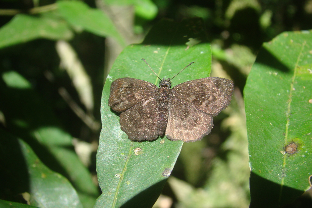 Staphylus coecatus