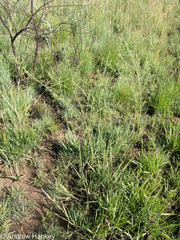 Indigofera zeyheri