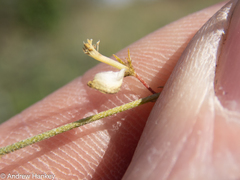 Indigofera zeyheri
