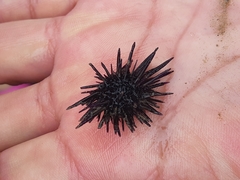 Echinometra vanbrunti