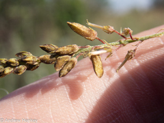 Indigofera zeyheri