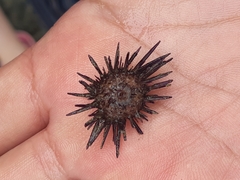 Echinometra vanbrunti