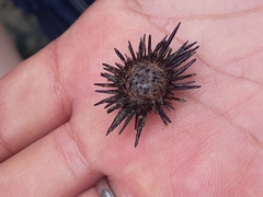 Echinometra vanbrunti