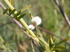 Indigofera zeyheri