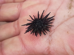 Echinometra vanbrunti