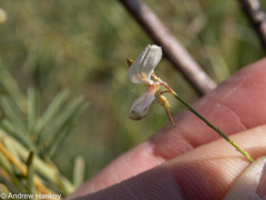 Indigofera zeyheri