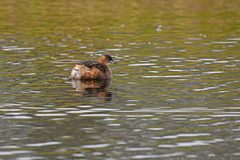 Tachybaptus ruficollis
