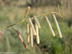Indigofera zeyheri