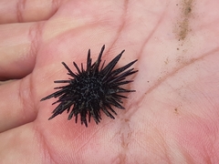 Echinometra vanbrunti