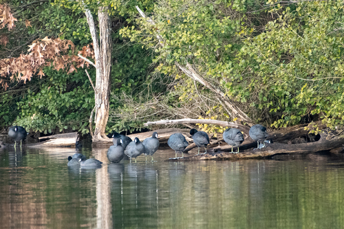 American Coot photographed in North Carolina