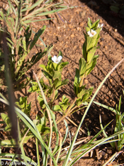 Dyschoriste costata