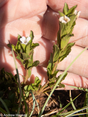 Dyschoriste costata