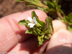 Dyschoriste costata