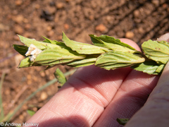 Dyschoriste costata