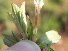 Dyschoriste costata
