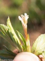 Dyschoriste costata