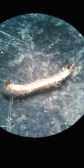 Dixella