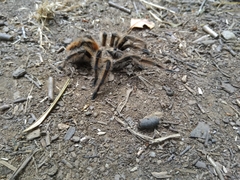 Phrixotrichus scrofa