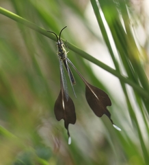 Chasmoptera huttii