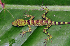 Anolis princeps
