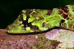 Anolis princeps