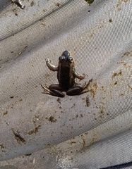 Lithobates virgatipes