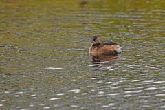 Tachybaptus ruficollis